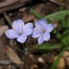 Unverified Other Wildflower or Herb at Gherang, VIC - 3 Oct 2025 by WendyEM