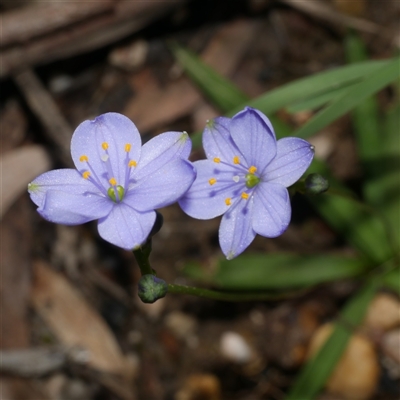 Unverified Other Wildflower or Herb at Gherang, VIC - 3 Oct 2025 by WendyEM