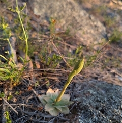 Oligochaetochilus sp. (A Rustyhood Orchid) at Denman Prospect, ACT - 5 Oct 2025 by Rebeccajgee