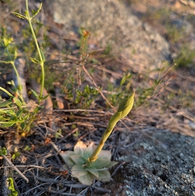 Oligochaetochilus sp. (A Rustyhood Orchid) at Denman Prospect, ACT - 5 Oct 2025 by Rebeccajgee