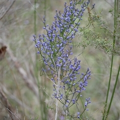 Comesperma volubile at Gherang, VIC - 3 Oct 2025 by WendyEM