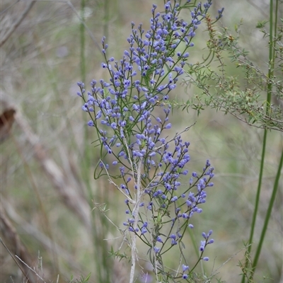 Comesperma volubile at Gherang, VIC - 3 Oct 2025 by WendyEM