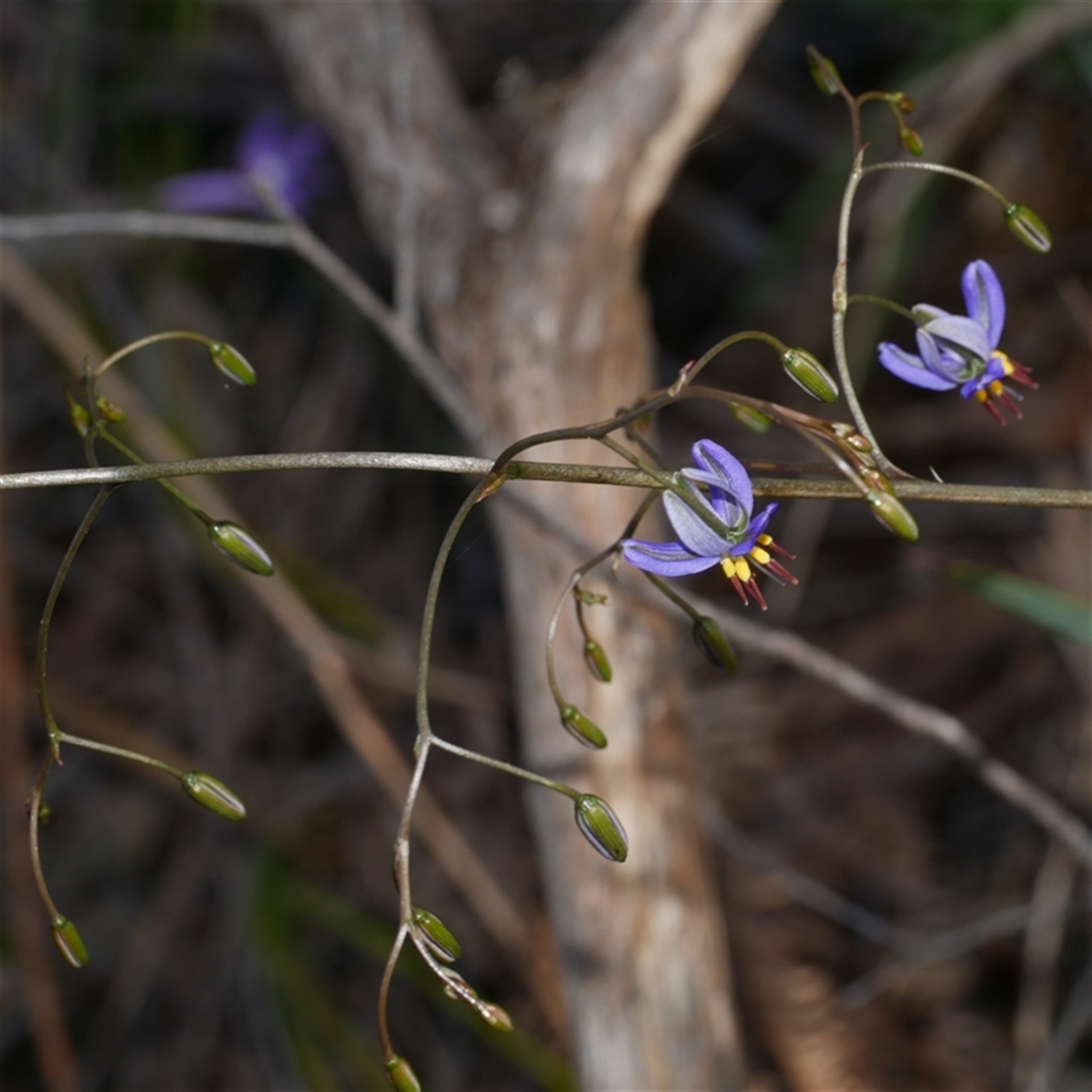 Dianella revoluta var. revoluta at Gherang, VIC - 3 Oct 2025 05:28 PM