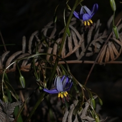 Dianella revoluta var. revoluta at Gherang, VIC - 3 Oct 2025 05:28 PM