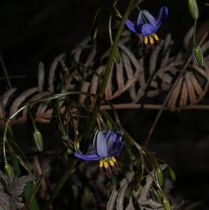 Dianella revoluta var. revoluta at Gherang, VIC - 3 Oct 2025 05:28 PM