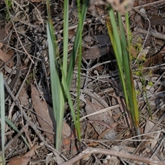 Dianella revoluta var. revoluta at Gherang, VIC - 3 Oct 2025 05:28 PM