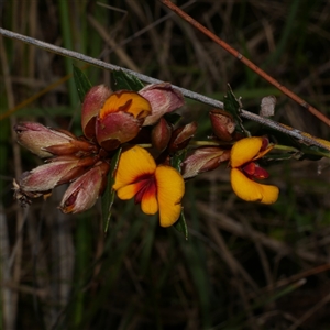 Platylobium obtusangulum at Gherang, VIC - 3 Oct 2025 by WendyEM