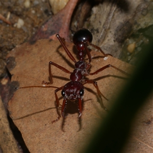 Myrmecia sp. (genus) (Bull ant or Jack Jumper) at Gherang, VIC - 3 Oct 2025 by WendyEM