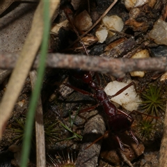 Myrmecia sp. (genus) at Gherang, VIC - 3 Oct 2025 05:01 PM