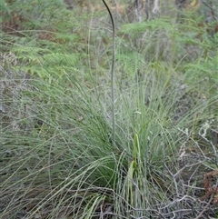 Xanthorrhoea minor subsp. lutea at Gherang, VIC - 3 Oct 2025 by WendyEM