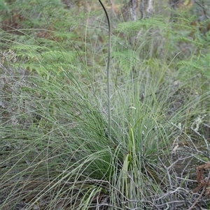 Xanthorrhoea minor subsp. lutea at Gherang, VIC - 3 Oct 2025 by WendyEM