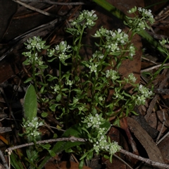 Poranthera microphylla at Gherang, VIC - 3 Oct 2025 05:40 PM