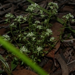 Poranthera microphylla at Gherang, VIC - 3 Oct 2025 05:40 PM