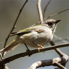 Melithreptus brevirostris at Pialligo, ACT - 1 Oct 2025 by jb2602