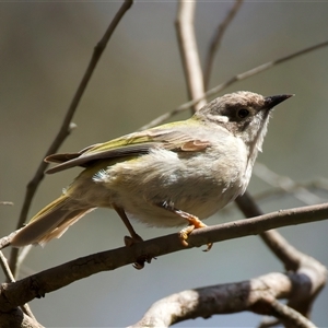 Melithreptus brevirostris at Pialligo, ACT - 1 Oct 2025 by jb2602