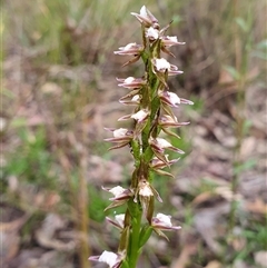 Paraprasophyllum brevilabre (Short-lip Leek Orchid) by Aussiegall