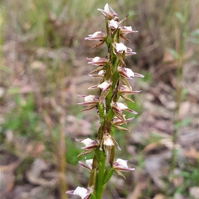 Paraprasophyllum brevilabre (Short-lip Leek Orchid) at  - suppressed by Aussiegall