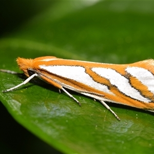 Thudaca mimodora (A Gelechioid moth) by DianneClarke
