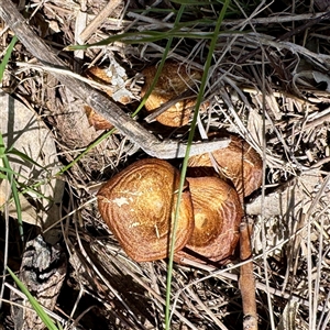 Lentinus arcularius at Hackett, ACT - 5 Oct 2025 by Hejor1
