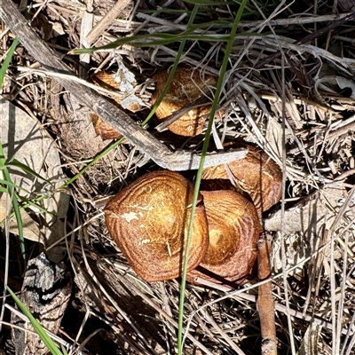 Lentinus arcularius (Fringed Polypore) at Hackett, ACT - 5 Oct 2025 by Hejor1