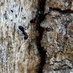Ochetellus sp. (Unidentified Ochetellus ant) at Hackett, ACT - 5 Oct 2025 by Hejor1
