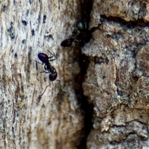 Ochetellus sp. (Unidentified Ochetellus ant) at Hackett, ACT - Yesterday by Hejor1