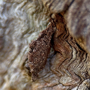 Cebysa leucotelus (Australian Bagmoth) at Hackett, ACT - Yesterday by Hejor1