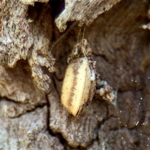 Blattidae sp. (family) at Hackett, ACT - Yesterday by Hejor1
