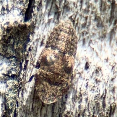 Stenocotini sp. (tribe) (A leafhopper) at Hackett, ACT - 5 Oct 2025 by Hejor1