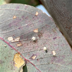 Glycaspis sp. (genus) (Unidentified sugary lerp) at Hackett, ACT - 5 Oct 2025 by Hejor1