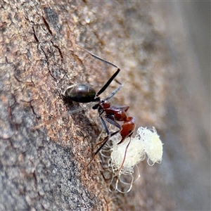 Iridomyrmex purpureus (Meat Ant) at Hackett, ACT - Yesterday by Hejor1