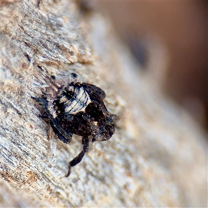 Platybrachys sp. (genus) at Ainslie, ACT - Yesterday by Hejor1