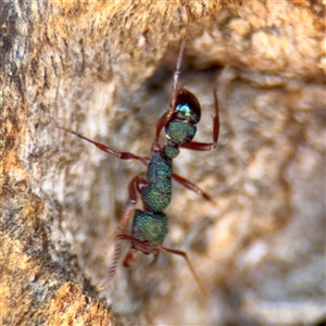 Rhytidoponera aspera (Greenhead ant) at Hackett, ACT - Yesterday by Hejor1