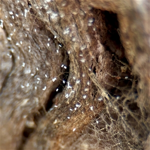 Neuroptera (order) at Hackett, ACT - Yesterday by Hejor1
