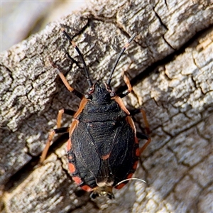 Diemenia rubromarginata (Pink-margined bug) at Ainslie, ACT - Yesterday by Hejor1