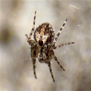 Araneinae (subfamily) at Hackett, ACT - 5 Oct 2025 by Hejor1