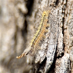 Uraba lugens (Gumleaf Skeletonizer) at Ainslie, ACT - 5 Oct 2025 by Hejor1