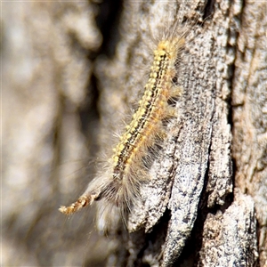 Uraba lugens (Gumleaf Skeletonizer) at Ainslie, ACT - Yesterday by Hejor1