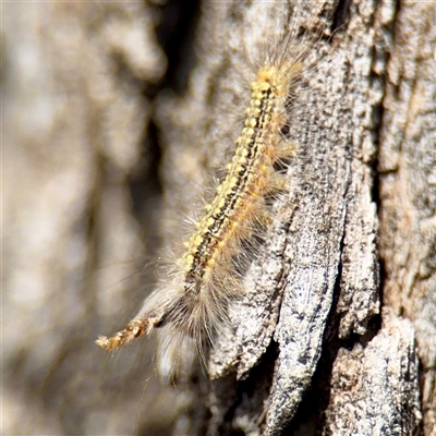 Uraba lugens (Gumleaf Skeletonizer) at Ainslie, ACT - 5 Oct 2025 by Hejor1