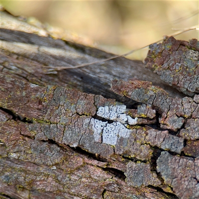 Buellia sp. at Hackett, ACT - 5 Oct 2025 by Hejor1