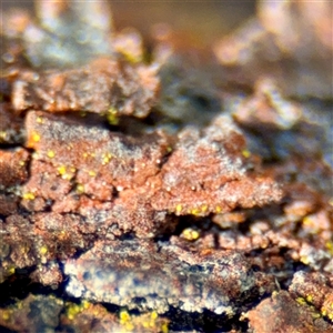 Lichen - crustose at Ainslie, ACT - 5 Oct 2025 by Hejor1