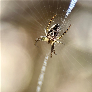 Araneus eburnus at Ainslie, ACT - 5 Oct 2025 by Hejor1