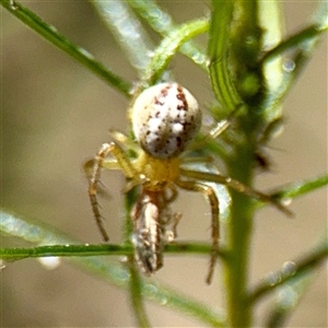 Australomisidia cruentata at Ainslie, ACT - Yesterday by Hejor1