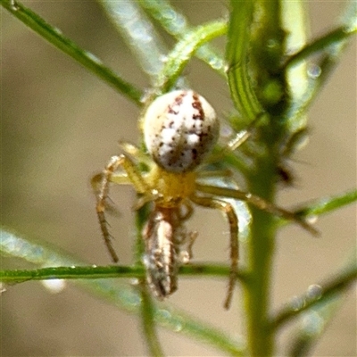 Australomisidia sp. (genus) (Flower spider) at Ainslie, ACT - 5 Oct 2025 by Hejor1