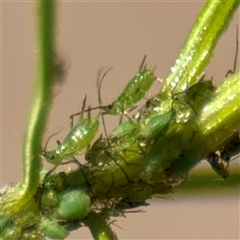 Uroleucon sp. (genus) (an aphid that usually feeds on daisies) at Ainslie, ACT - 5 Oct 2025 by Hejor1