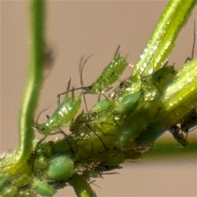 Uroleucon sp. (genus) (an aphid that usually feeds on daisies) at Ainslie, ACT - 5 Oct 2025 by Hejor1