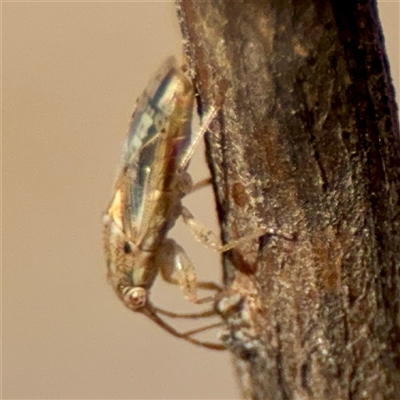 Germalus victoriae (A seed bug) at Ainslie, ACT - 5 Oct 2025 by Hejor1