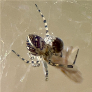 Theridiidae (family) at Hackett, ACT - Yesterday by Hejor1