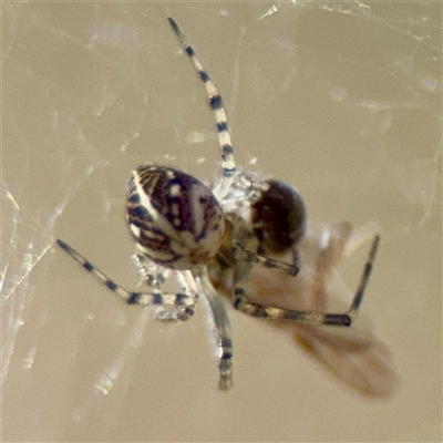 Theridiidae (family) at Hackett, ACT - 5 Oct 2025 by Hejor1
