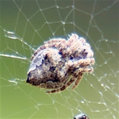 Socca pustulosa (Knobbled Orbweaver) at Hackett, ACT - 5 Oct 2025 by Hejor1